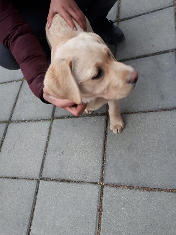 Деца търсят собственика на лабрадор