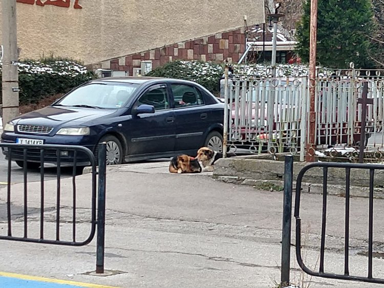 Бездомно куче нахапа мъж в центъра на Хасково