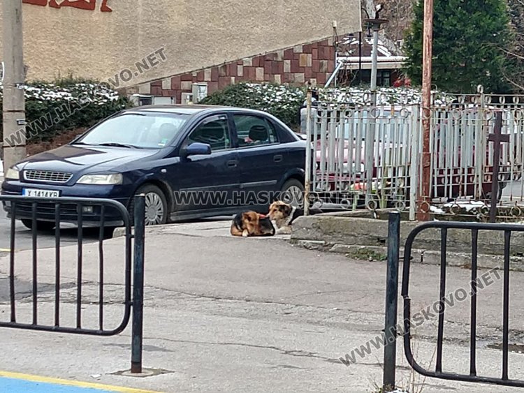 Бездомно куче нахапа мъж в центъра на Хасково