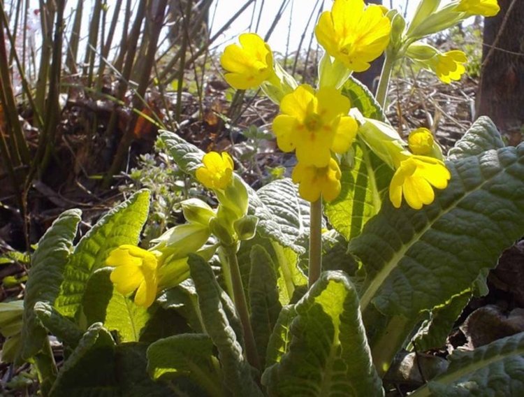 100 кг иглика е новата квота за събиране на лечебни растения в Смолян