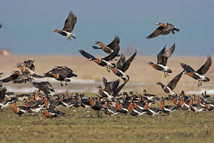 Сн.: "Зелени Балкани"