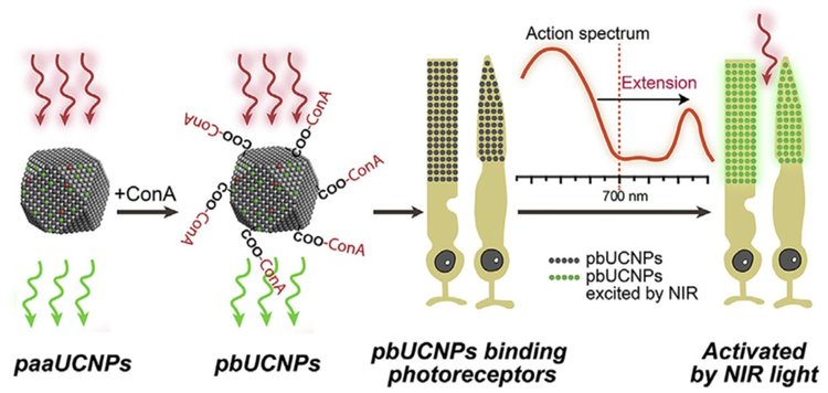 Мишки получиха инфрачервено зрение. Да се готвят хората