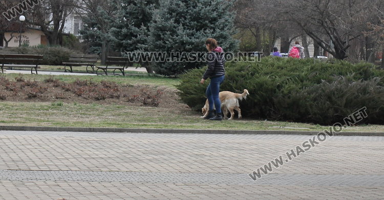 Тровят кучета, котета и птици в центъра на Димитровград - опасно ли е за нашите деца?
