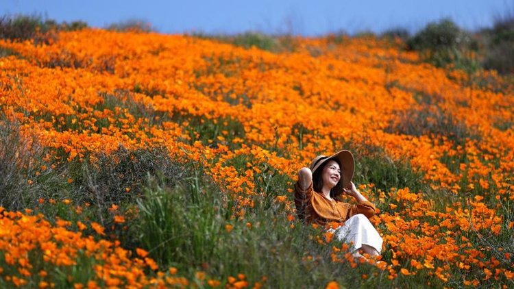 Оранжеви макове покриха планините в Калифорния  (видео)