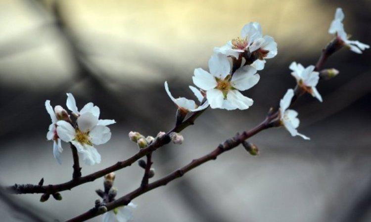 Без слънце, но топло 