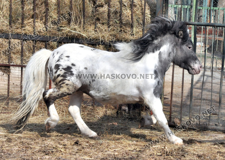 Бяла лама и пони от цирк са новите попълнения в хасковския зоопарк
