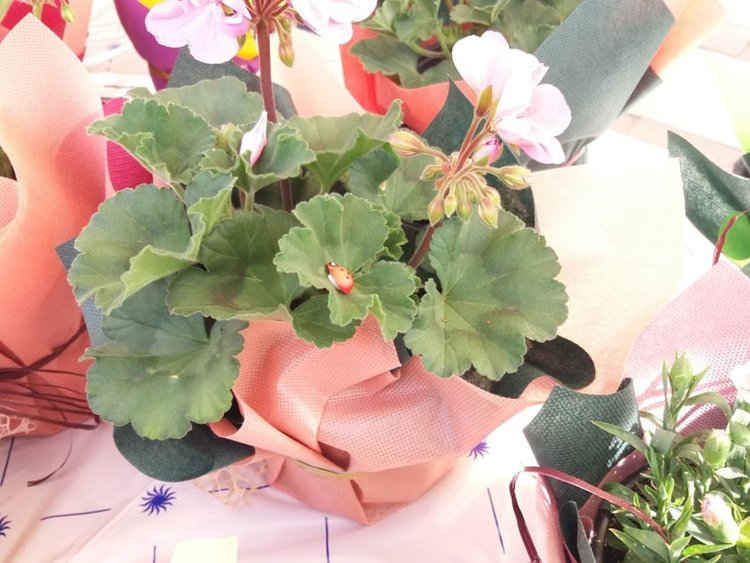 Цветята за 8 март смениха мартеничките