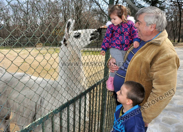 Бяла лама и пони от цирк са новите попълнения в хасковския зоопарк