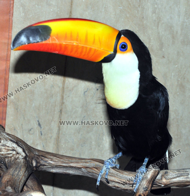 В Хасково показват най-скъпия и най-едър папагал в света