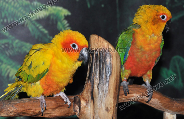 В Хасково показват най-скъпия и най-едър папагал в света