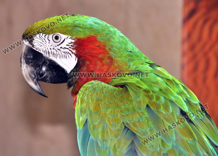 В Хасково показват най-скъпия и най-едър папагал в света