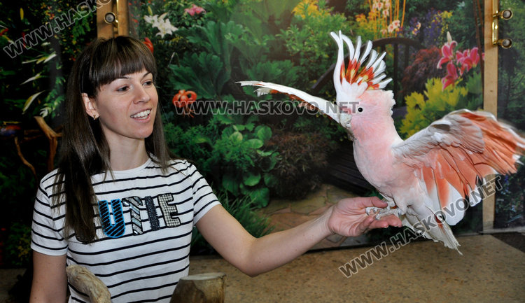 В Хасково показват най-скъпия и най-едър папагал в света