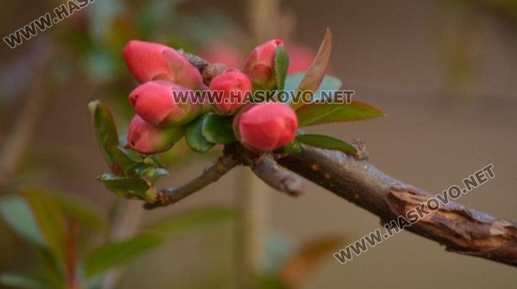 Пролетна събота