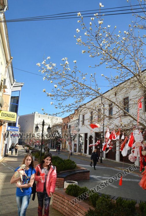 Магнолиите украсиха пролетно Хасково с нежни цветове