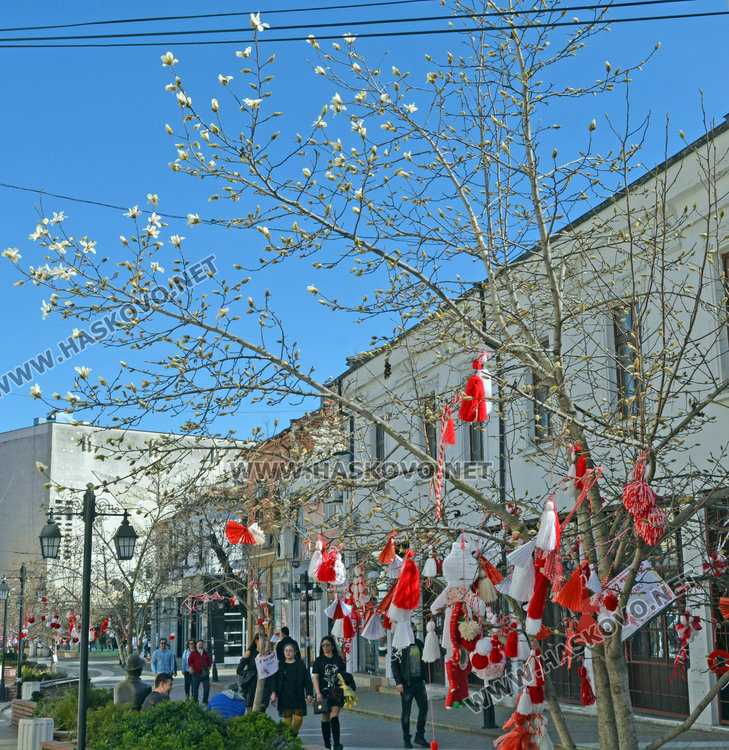Магнолиите украсиха пролетно Хасково с нежни цветове