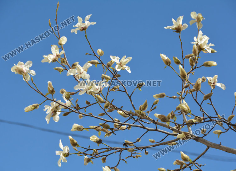 Магнолиите украсиха пролетно Хасково с нежни цветове