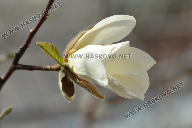 Магнолиите украсиха пролетно Хасково с нежни цветове