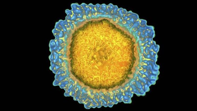 Електронно микроскопско изображение на грипен вирус. Кредит: James Cavallini/Science Source 