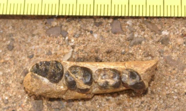 Откриха неизвестен прародител на човека