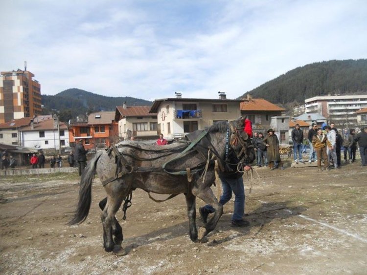 Община Чепеларе и Сдружението на коневъдите канят на Тодоровден