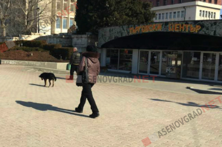 Национална програма ще овладява популацията на безстопанствените кучета в страната
