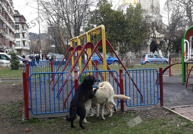 Преброяват бездомните кучета в цялата страна по общини