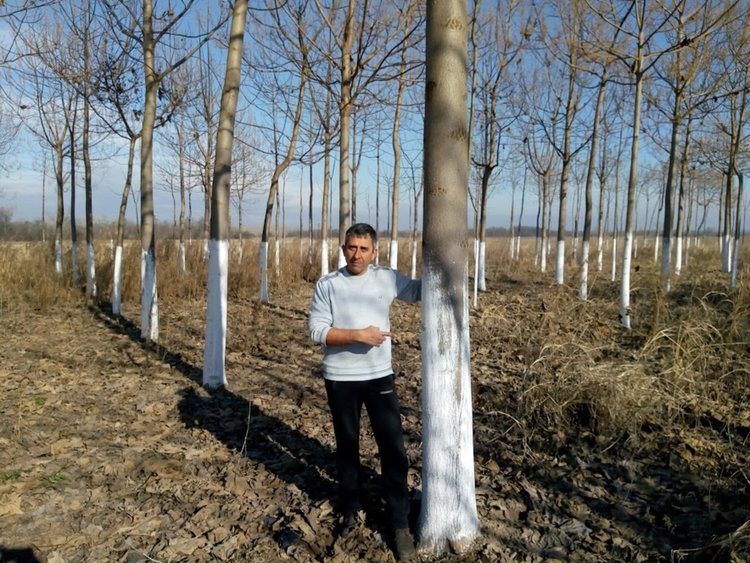 С фиданки пауловния, произведени в Първомайско, всяка година се засаждат 750 дка гора
