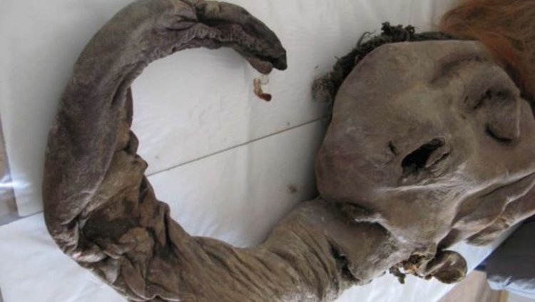 Мамутът "Юка" е открит през 2010. Kindai University 