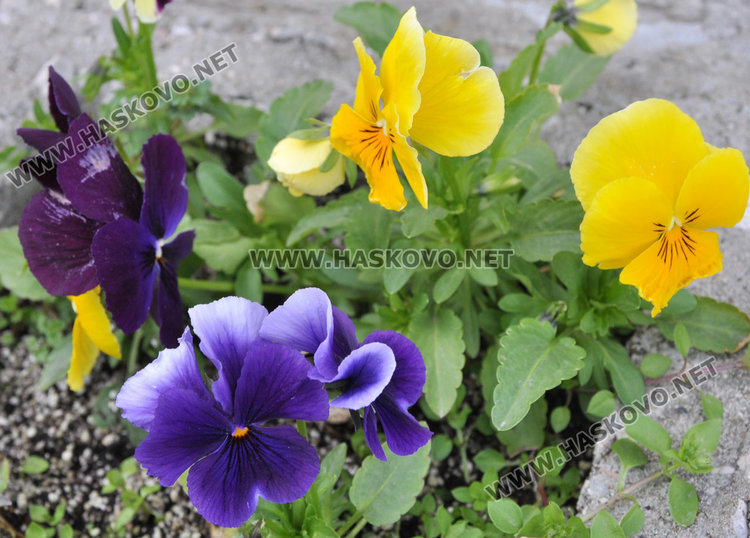 Пролетни температури в събота