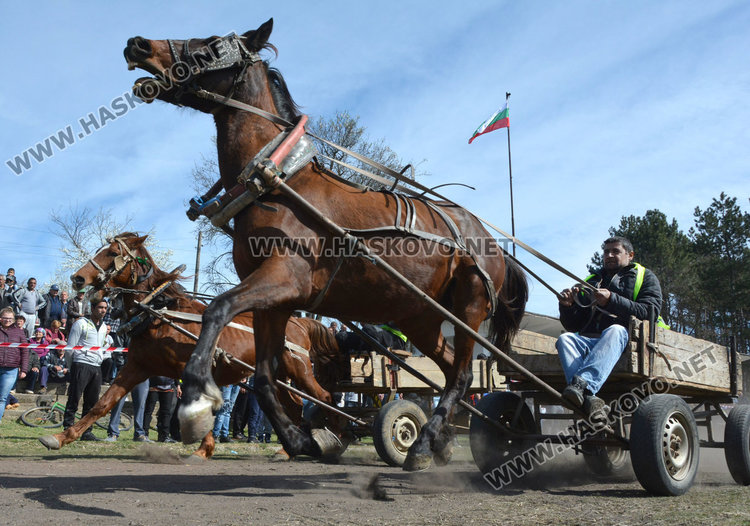 Филмова звезда е най-красивият кон на Тодоровата кушия
