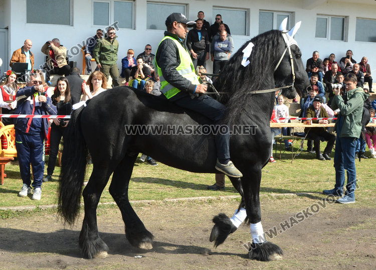 Филмова звезда е най-красивият кон на Тодоровата кушия