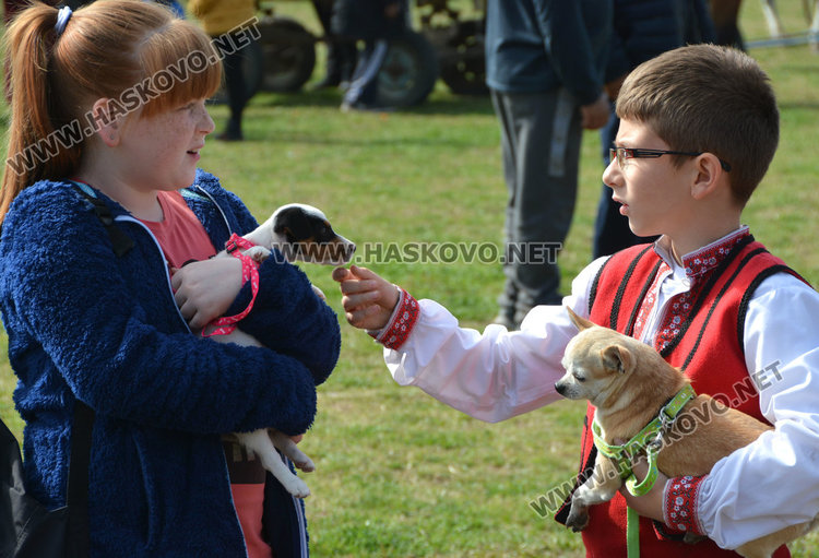 Филмова звезда е най-красивият кон на Тодоровата кушия