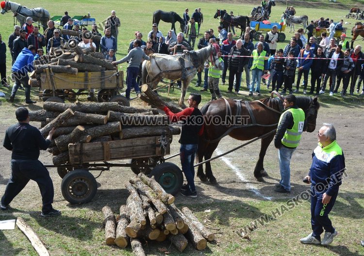 Филмова звезда е най-красивият кон на Тодоровата кушия
