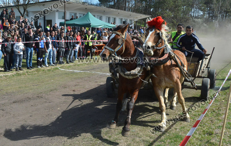 Филмова звезда е най-красивият кон на Тодоровата кушия