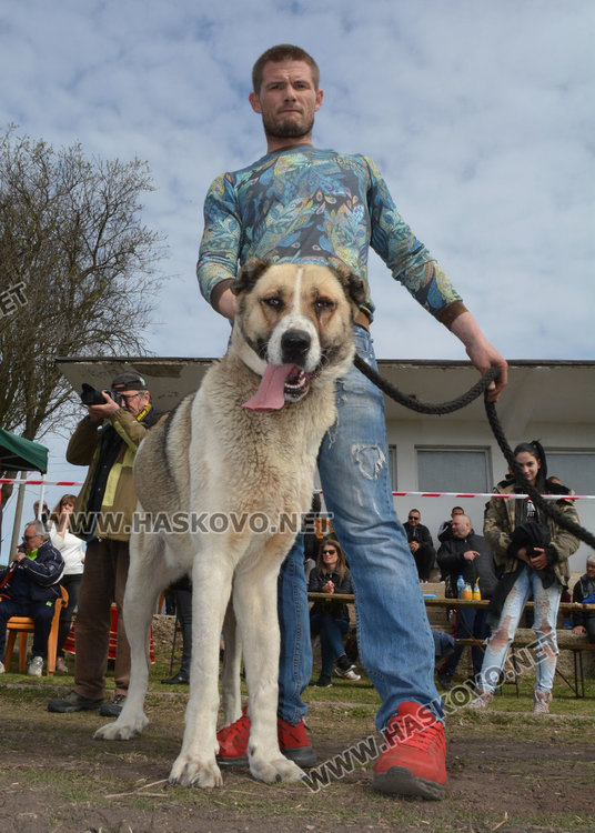 Филмова звезда е най-красивият кон на Тодоровата кушия