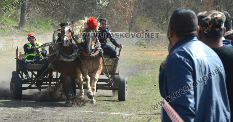 Филмова звезда е най-красивият кон на Тодоровата кушия