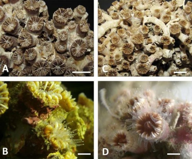 Основните видове в средноосветения коралов риф. Избелен и естествен вид на колонии на корали от Phyllangia americana mouchezii, (лява колона: A, B) и Polycyathus muellerae (дясна колона: C, D). Скала: A, C = 1 см; B, D = 0,5 см. Cataldo Pierri et al., A Mediterranean mesophotic coral reef built by non-symbiotic scleractinians, 05.03.2019, Nature