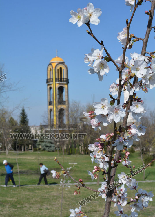 Сакурите: нежната красота над Хасково