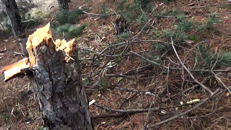 Горски сигнализира: Незаконна сеч на бял бор и бук в местността Варадил