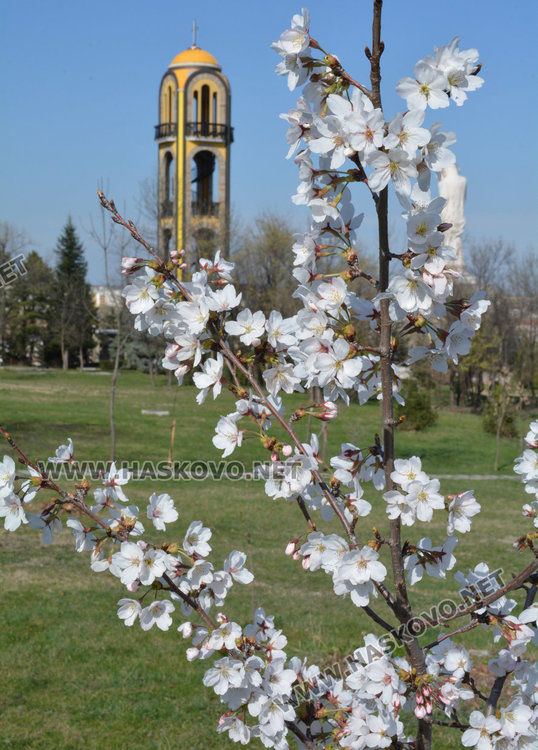 Сакурите: нежната красота над Хасково