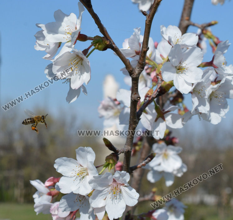 Сакурите: нежната красота над Хасково
