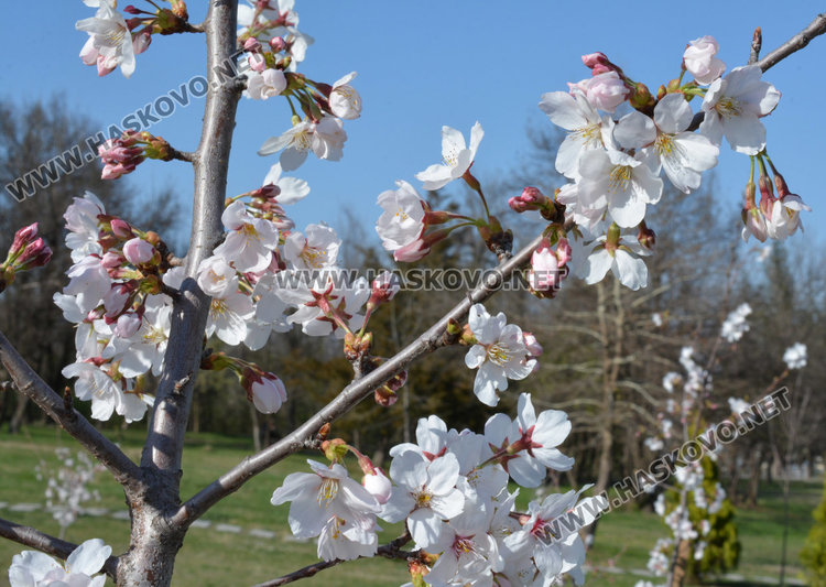 Сакурите: нежната красота над Хасково