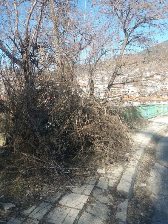 Храсти и бурени затрупват тротоарите към квартал Петровица