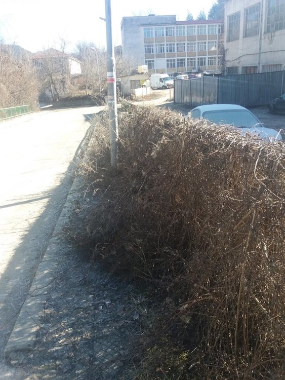 Храсти и бурени затрупват тротоарите към квартал Петровица