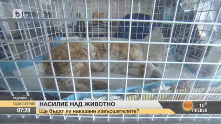 Една бременна котка. И едни българи.