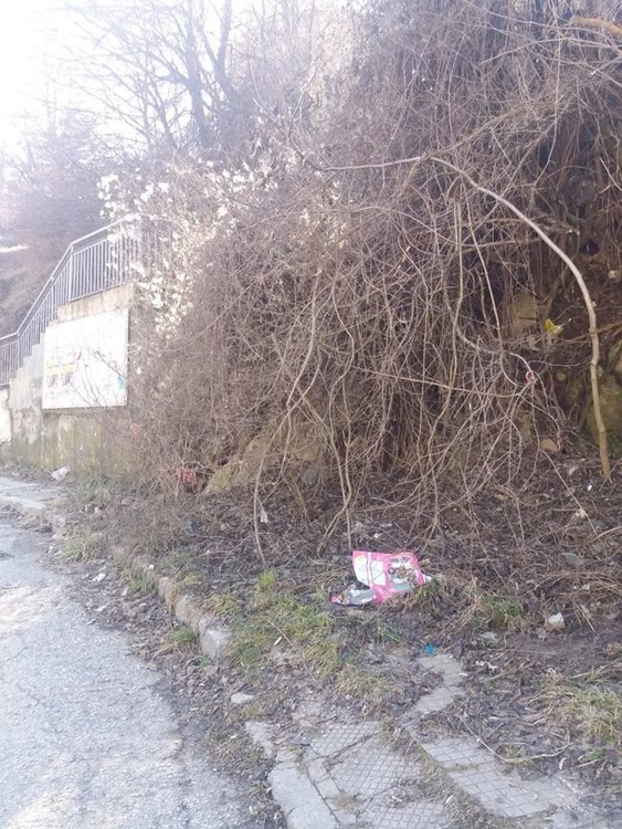 Храсти и бурени затрупват тротоарите към квартал Петровица