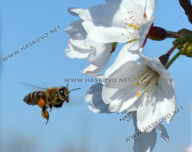 Слънчево и топло начало на седмицата