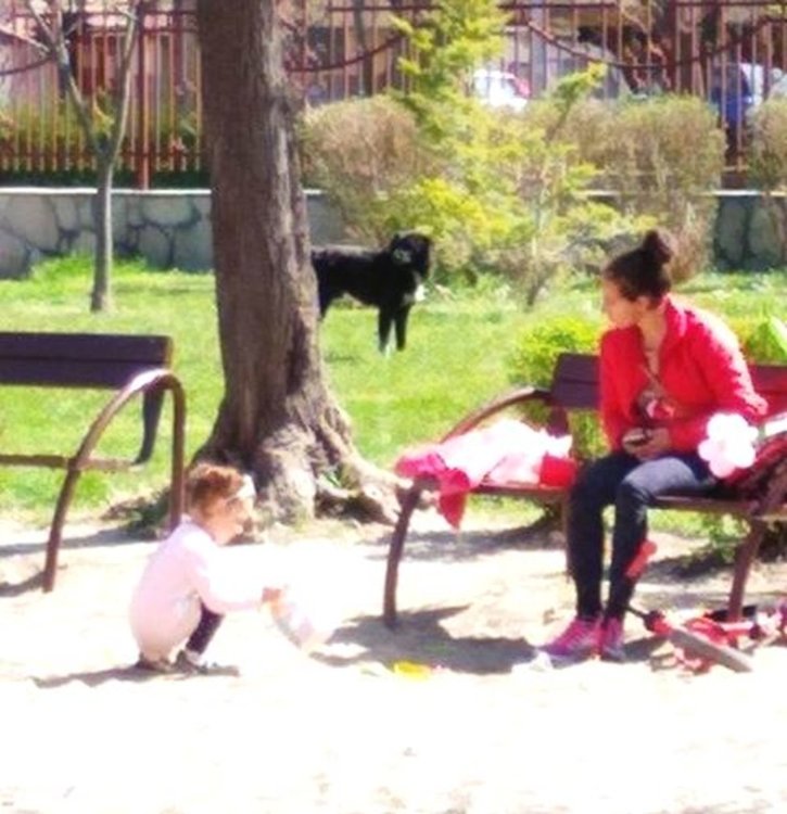 Хасковлийка: нашествие от кучета в Градската градина, въпреки забраната