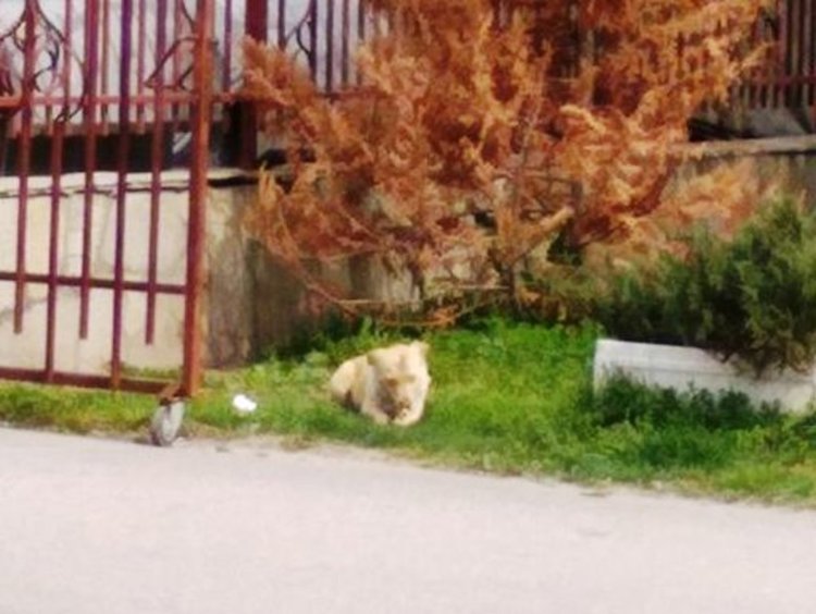 Хасковлийка: нашествие от кучета в Градската градина, въпреки забраната