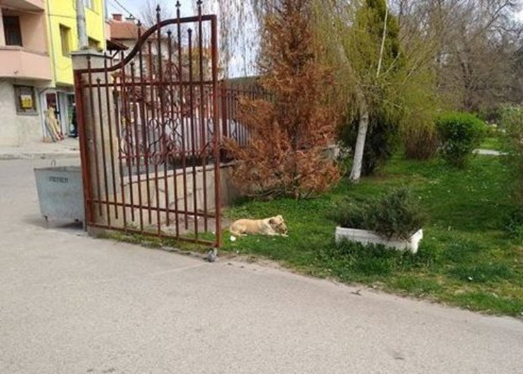 Хасковлийка: нашествие от кучета в Градската градина, въпреки забраната
